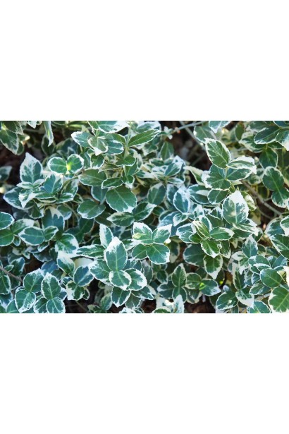 Бруслина Сільвер Квін і Бруслина Ауреомаргіната на штамбі листя